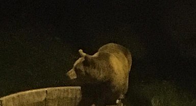 Kış uykusundan uyanan ayılar şehir merkezine indi