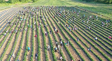 Kız çocuklarının eğitimi için dikilen çilekler toplanıyor