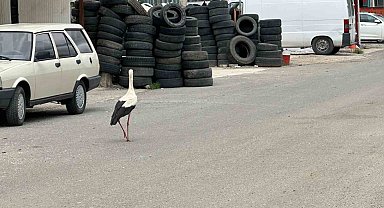 Kızılcahamam'ın leylekleri esnafla beraber yaşıyor