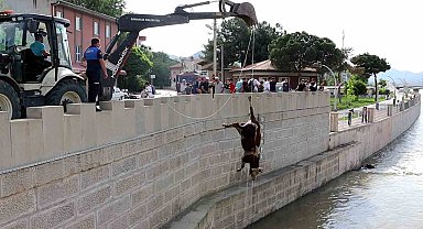 Kızılırmak'taki hayvan leşleri kepçe ile kaldırıldı