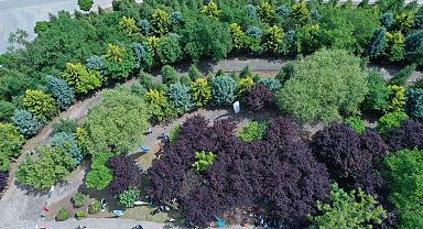 Kocaeli'de kişi başına düşen yeşil alan 13,5 metrekareye çıktı