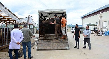 Kocaeli'de kurbanlık hayvan girişleri başladı