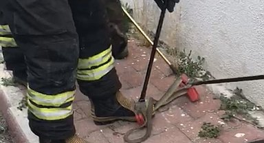 Konya'da otomobilden 1,5 metrelik yılan çıktı