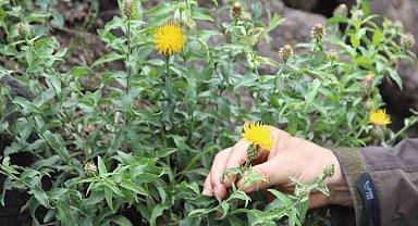 Koparmanın cezası 244 TL