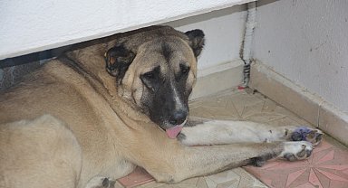 Köpeğe tekme iddiası ortalık karıştırdı: İki komşu böyle birbirine girdi