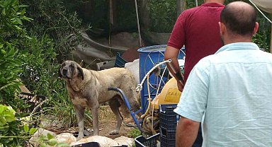 Köpek, yaşlı kadını yaraladı ekipler güçlükle yakaladı