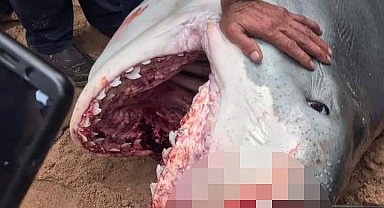 Köpekbalığı saldırısına uğrayan Rus turist öldü