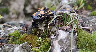 Koruma altındaki 'Benekli Semenderler' Erzincan'da görüntülendi