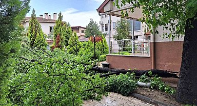 Köyceğiz'de yağışla birlikte etkili olan rüzgar ağaçları devirdi