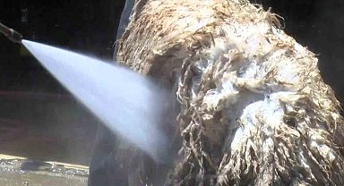 Koyunlarını tazyikli suyla yıkattı