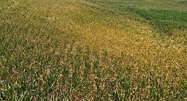 Kulu'da bitki gelişimi önceki yıllara göre geri kaldı