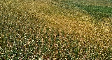 Kulu'da çiftçilere ekim dönemlerini uzatın uyarısı