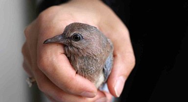 Kumrular 5 yıldır balkondaki kombinin üzerine yuva yapıyor