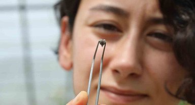 Kuraklığa dayanıklı nohut türü bulundu, Avusturalya, ABD, Kanada ve Avrupa türü incelemek için talepte bulundu