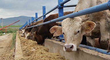 Kurban Bayramı öncesi besicilerin hazırlıkları hız kazandı