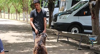 Kurban Bayramı öncesi hayvan pazarlarında hareketlilik