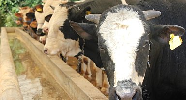 Kurban etlerinin işlenmesi ve muhafazası