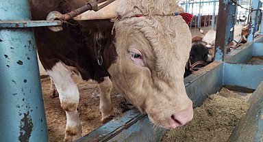 Kurban pazarında ümitler son güne kaldı