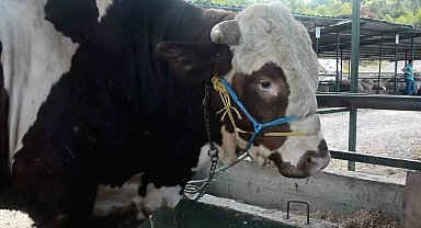 Kurban pazarının Paşa'sı