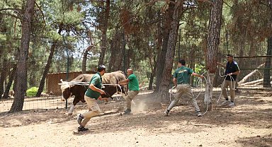 Kurban yakalama timi göreve hazır