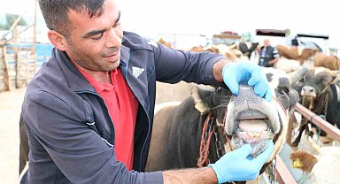 Kurbanlık denetimleri devam ediyor