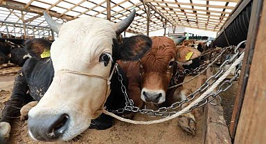 Kurbanlık hayvanlar kontrolden geçiyor