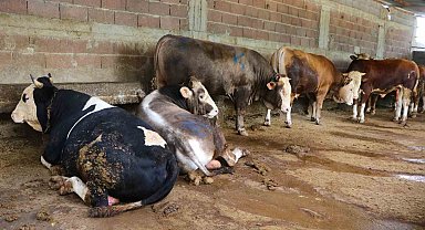 Kurbanlık satışları başladı, hisseli büyükbaş satışları arttı