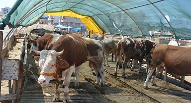 Kurbanlık seçerken bunlara dikkat edin