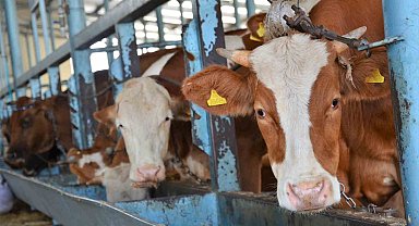 Kurbanlıklar cebe girdi