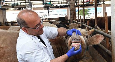 Kurbanlıklara ultrasonla gebelik testi yapıldı