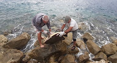 Kuşadası'nda caretta caretta cinsi deniz kaplumbağası kıyıya vurdu