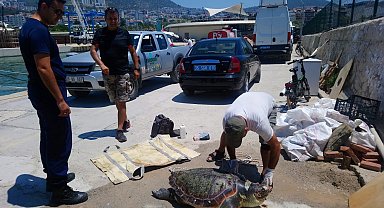Kuşadası'nda deniz kaplumbağası ölü olarak bulundu