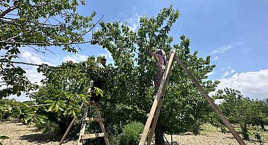 Kuşadası'nda kiraz hasadı devam ediyor