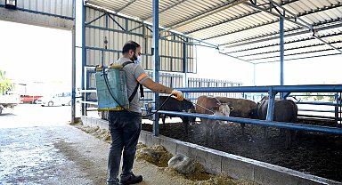 Kuşadasi'nda sivrisinek ve haşerelere karşı düzenli ilaçlama sürüyor