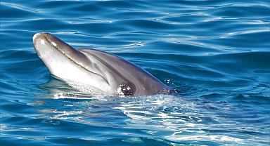 Kuşadası'nda son 1 haftada 6 yunus öldü