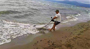 Kuşadası'nda yunus vakaları devam ediyor