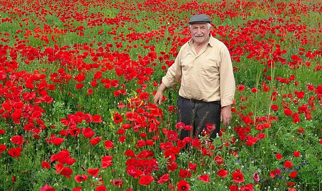 Kütahya'da gelincik tarlası görsel şölen sunuyor