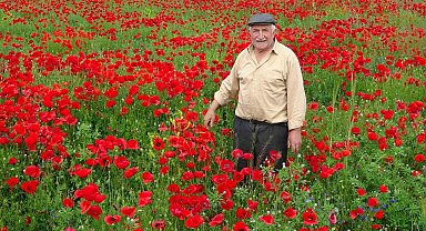 Kütahya'da gelincik tarlası görsel şölen sunuyor