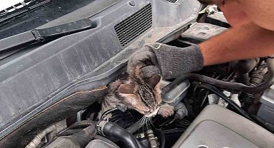 Kütahya'da otomobilin motoruna sıkışan yavru kedi kurtarıldı