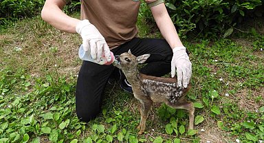 Kuyudan çıkarılan yavru karaca Zümrüt' e özenle bakılıyor