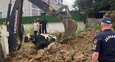 Kuyuya düşen büyükbaş, kepçeyle kurtarıldı