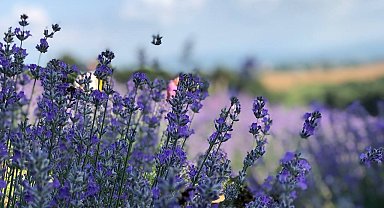 Lavanta bahçesi fotoğrafçıların ve yerli turistlerin uğrak noktası oldu