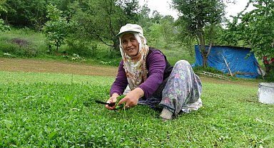 Madımak bu yıl sevenlerinin yüzünü güldürecek