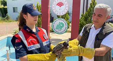 Malatya'da yaralı bulunan doğan tedavi altına alındı