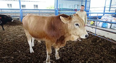 Malatya'nın 1 tonluk 'Paşası' rekor fiyata satıldı