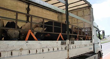 Malazgirt'te kurbanlık sevkiyatı başladı