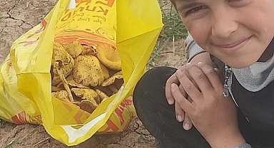 Malazgirt'te mantar bereketi