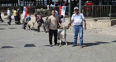 Manisa'da damızlık koçlar sahiplerini buldu