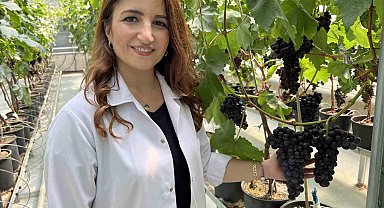 Manisa'da ilk üzüm hasadı topraksız tarımla yapıldı