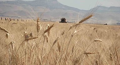 Mardin'de buğday tarlalarında hasat mesaisi başladı